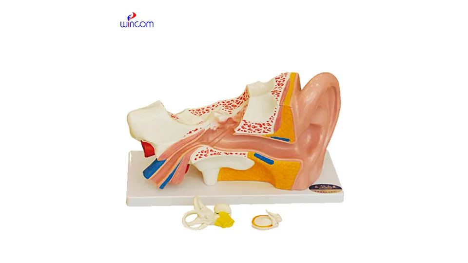 نماذج طبية ثلاثية الأبعاد